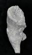 Fossil Horn Coral (Placosmilia) - Cretaceous #25601-1